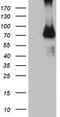 antibody, TA805922, Origene, Western Blot image 
