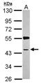 Synapse Associated Protein 1 antibody, NBP2-20541, Novus Biologicals, Western Blot image 