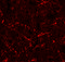 C-C Motif Chemokine Ligand 4 antibody, 7227, ProSci, Immunofluorescence image 