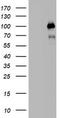 Progesterone Receptor antibody, TA802708AM, Origene, Western Blot image 