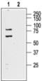 Potassium Voltage-Gated Channel Subfamily D Member 1 antibody, PA5-77633, Invitrogen Antibodies, Western Blot image 