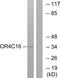 Olfactory Receptor Family 4 Subfamily C Member 16 (Gene/Pseudogene) antibody, GTX86984, GeneTex, Western Blot image 