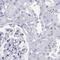 Gap Junction Protein Alpha 8 antibody, NBP2-68589, Novus Biologicals, Immunohistochemistry paraffin image 