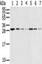 RPA34 antibody, CSB-PA967113, Cusabio, Western Blot image 
