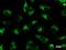 High Density Lipoprotein Binding Protein antibody, LS-C342610, Lifespan Biosciences, Immunofluorescence image 