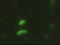 Epithelial Cell Adhesion Molecule antibody, CF500055, Origene, Immunofluorescence image 