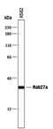 RAB27A, Member RAS Oncogene Family antibody, PA5-47907, Invitrogen Antibodies, Western Blot image 