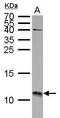 S100C antibody, TA308680, Origene, Western Blot image 