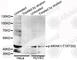 MAP kinase-interacting serine/threonine-protein kinase 1 antibody, AP0544, ABclonal Technology, Western Blot image 