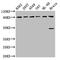 OCA2 Melanosomal Transmembrane Protein antibody, LS-C670868, Lifespan Biosciences, Western Blot image 
