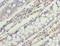 Catsper Channel Auxiliary Subunit Epsilon antibody, orb31110, Biorbyt, Immunohistochemistry paraffin image 