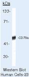 CD79a antibody, MA5-13209, Invitrogen Antibodies, Western Blot image 