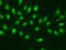 RNA Polymerase II Subunit D antibody, 18-352, ProSci, Immunofluorescence image 