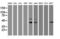Proline Rich 11 antibody, LS-C788803, Lifespan Biosciences, Western Blot image 