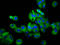 UDP Glucuronosyltransferase Family 2 Member B7 antibody, LS-C681657, Lifespan Biosciences, Immunofluorescence image 