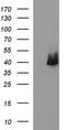 Serpin B3 antibody, CF507036, Origene, Western Blot image 