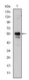 Aml1 antibody, AM06605SU-N, Origene, Western Blot image 