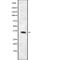 MAS Related GPR Family Member X4 antibody, abx216928, Abbexa, Western Blot image 