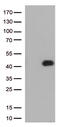 Fc Fragment Of IgG Receptor IIa antibody, CF500646, Origene, Western Blot image 