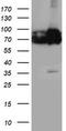 PDIA4 antibody, CF503883, Origene, Western Blot image 