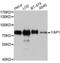 Yes Associated Protein 1 antibody, A1002, ABclonal Technology, Western Blot image 