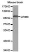 Glutamate Metabotropic Receptor 8 antibody, TA327458, Origene, Western Blot image 