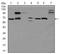 Glypican-3 antibody, AM06776PU-N, Origene, Western Blot image 