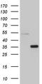 TNF Superfamily Member 10 antibody, TA811771S, Origene, Western Blot image 