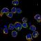 Kirre Like Nephrin Family Adhesion Molecule 2 antibody, HPA071587, Atlas Antibodies, Immunocytochemistry image 