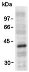 VSV-G-tag antibody, LS-C343652, Lifespan Biosciences, Western Blot image 