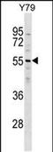 Zinc Finger Protein 620 antibody, PA5-48790, Invitrogen Antibodies, Western Blot image 