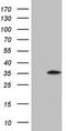 Serine And Arginine Rich Splicing Factor 9 antibody, TA808422, Origene, Western Blot image 