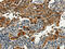 Serpin A9 antibody, CSB-PA895479, Cusabio, Immunohistochemistry paraffin image 