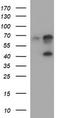 Serpin B3 antibody, TA506890, Origene, Western Blot image 
