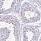 Chromosome 6 Open Reading Frame 163 antibody, HPA044797, Atlas Antibodies, Immunohistochemistry frozen image 