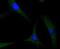 S100 Calcium Binding Protein A4 antibody, NBP2-67740, Novus Biologicals, Immunocytochemistry image 