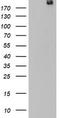 Dedicator of cytokinesis protein 8 antibody, LS-C338522, Lifespan Biosciences, Western Blot image 