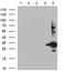 Somatostatin receptor type 5 antibody, TA812060, Origene, Western Blot image 