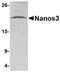 Nanos C2HC-Type Zinc Finger 3 antibody, NBP1-76919, Novus Biologicals, Western Blot image 