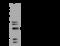 HMG-CoA reductase antibody, 203920-T32, Sino Biological, Western Blot image 