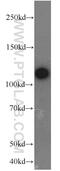 Protein Tyrosine Kinase 2 antibody, 12636-1-AP, Proteintech Group, Western Blot image 