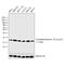 Histone H3 antibody, MA5-11198, Invitrogen Antibodies, Western Blot image 