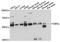 HIP-55 antibody, A13751, ABclonal Technology, Western Blot image 