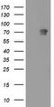 Myotubularin-related protein 2 antibody, LS-C785401, Lifespan Biosciences, Western Blot image 