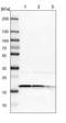 Eukaryotic translation initiation factor 1A, X-chromosomal antibody, PA5-51722, Invitrogen Antibodies, Western Blot image 