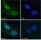 Replication Timing Regulatory Factor 1 antibody, NBP2-26129, Novus Biologicals, Immunocytochemistry image 