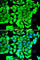DCD antibody, A7280, ABclonal Technology, Immunofluorescence image 