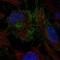 Cytoplasmic FMR1 Interacting Protein 2 antibody, HPA071459, Atlas Antibodies, Immunofluorescence image 