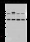 Glutamic-Oxaloacetic Transaminase 2 antibody, 104572-T40, Sino Biological, Western Blot image 