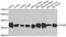 Lactate Dehydrogenase B antibody, A7625, ABclonal Technology, Western Blot image 